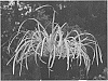 Lomandra%20longifolia%20%27Muru%27