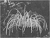 Lomandra%20longifolia%20%27Muru%27
