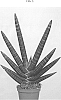 Sansevieria%20cylindrica%20%27SUPSAN1603%27