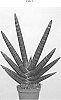 Sansevieria%20cylindrica%20%27SUPSAN1603%27