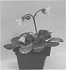 Bergenia%20omeiensis%20%27Merry%20Bells%27