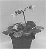 Bergenia%20omeiensis%20%27Merry%20Bells%27