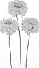Scabiosa%20atropurpurea%20%27DCANDYSCOP%27
