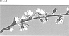 Prunus%20persica%20%27Vilmos%27