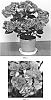 Hydrangea%20macrophylla%20%27Fairy%20Love%27