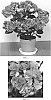 Hydrangea%20macrophylla%20%27Fairy%20Love%27