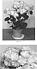 Hydrangea%20macrophylla%20%27Keiko%27