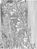Hesperaloe%20parviflora%20%27Coral%20Glow%27