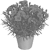 Dianthus%20caryophyllus%20%27KLEDP16226%27
