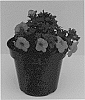 Calibrachoa%20plant%20named%20%27Balcongorim%27