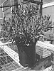 Leucadendron%20salignum%20x%20discolor%20%27Hawaii%20Magic%27