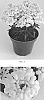 Iberis%20sempervirens%20%27Snowsation%27