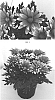 Chrysanthemum%20x%20morifolium%20%27CIDZ0089%27