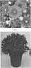Chrysanthemum%20x%20morifolium%20%27CIFZ0048%27