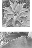 x%20Mangave%20x%20Agave%20%27Silver%20Fox%27