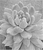 Sedeveria%20x%20Echeveria%20hybrid%20%27Lilac%20Mist%27