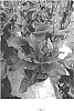 Zantedeschia%20sprengeri%20%27Santiago%27
