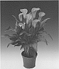 Zantedeschia%20sprengeri%20%27Cancun%27