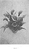 Zantedeschia%20sprengeri%20%27Purple%20Spirit%27