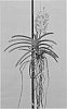 Vanda%20plant%20named%20%27SPCDW1701%27