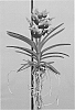 Vanda%20plant%20named%20%27SPCDW1702%27