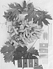 Vitis%20interspecific%20hybrid%20%27IFG%20Twenty-nine%27