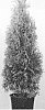 Thuja%20occidentalis%20%27Hoogi023%27