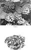Lantana%20camara%20L.%20%27LANZ0015%27