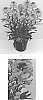 Erysimum%20linifolium%20%27Balcherflora%27