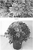 Chrysanthemum%20x%20morifolium%20%27CIFZ0050%27