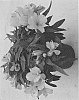Alstroemeria%20hybrida%20%27Zaprilisa%27
