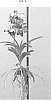 Vanda%20spp.%20Jones%20ex%20R.%20Br.%20%27SPCDW1603%27