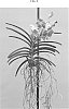 Vanda%20Jones%20ex%20R.%20Br.%20%27SPCDW1524%27