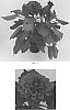 Dahlia%20variabilis%20%27Baldenrek%27