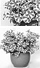 Petunia%20X%20hybrida%20%27BBTUN91601%27