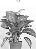 Dieffenbachia%20amoena%20%27REEVA%27