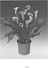Zantedeschia%20sprengeri%20%27Airbrush%27