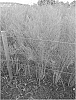 Asparagus%20plant%20named%20%27Amadeus%27