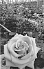 Rosa%20hybrida%20%27FLORI%201301%27