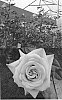 Rosa%20hybrida%20%27FLORI%203701%27