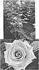 Rosa%20hybrida%20%27FLORI%206101%27
