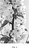 Prunus%20avium%20L.%20%27PA6UNIBO%27