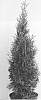 Thuja%20occidentalis%20%27King%20of%20Brabant%27