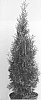 Thuja%20occidentalis%20%27King%20of%20Brabant%27