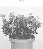 Euonymus%20japonicus%20%27HEESMIK%27