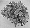 Alstroemeria%20hybrida%20%27Zapriliarange%27