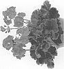 Pelargonium%20x%20hortorum%20%27Pacchogi%27