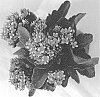 Kalanchoe%20blossfeldiana%20%27Aruba%20Sunrise%27