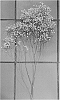 Gypsophila%20paniculata%20%27DGYPXLMU%27