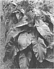 Colocasia%20escuelenta%20%27Aloha%27